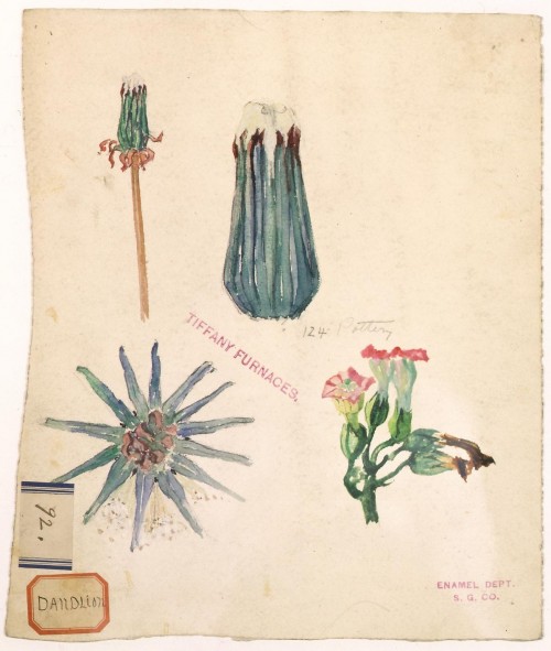 Dandelion design, 1900 Dandelion design