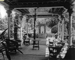 Daffodil Terrace