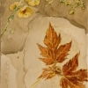 Still life of leaves and flowers