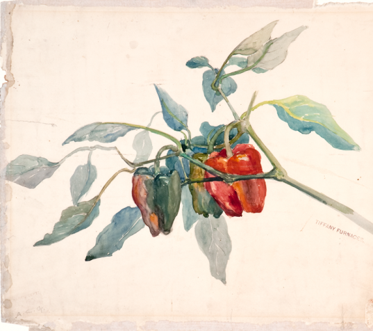 Bell peppers, c. 1901 Bell peppers